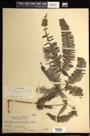 Image result for Dicranopteris linearis