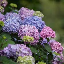 Beautiful purple blooms offer unique color! Hydrangea Endless Summer Bloomstruck Baucom S Nursery
