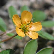 Image result for Zygophyllaceae