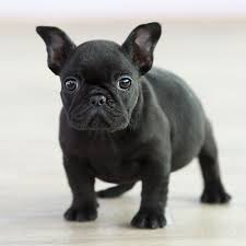 Find french bulldog puppies and breeders in your area and helpful french bulldog information. Our Breeding French Bulldog Breed