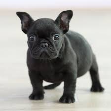 Mauiexpo kennel english bulldog breeder offering top quality miniature french bulldog puppies for sale, our puppies are short tiny and low to the ground. Our Breeding French Bulldog Breed