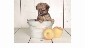 These are 2 yorkie dog charms. 11 Surprising Pitfalls Of Owning Teacup Yorkie Puppies Your Dog S Health Matters