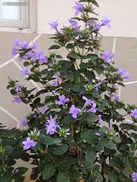 Image result for Barleria