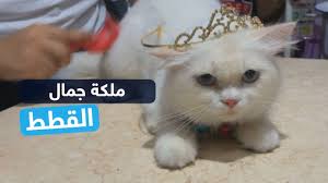 هذه القطة توجت ملكة جمال القطط لهذا السبب Youtube