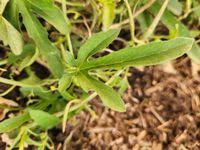 Image result for Cucumis ficifolius