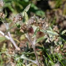 Image result for Gnaphalium unionis