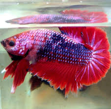 Order hanya via gojek dan j&t (khusus pulau jawa) cocok buat aquascape dan aduan. Ikan Cupang Red Dragon Jual Cupang Murah Berkualitas