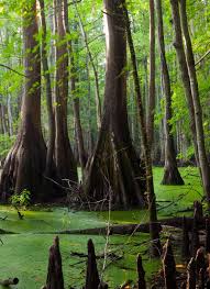 Why Your Next Vacation Should Be In A Swamp Swamp Old Trees Wetland
