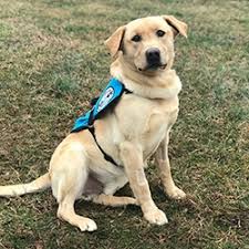 Certapet is the internet's #1 service for getting real esa letter quickly & confidentially. Sdwr Diabetic Alert Dog Delivered To 11 Year Old Boy In Thornton Co Pr Com