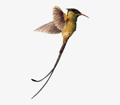 Can be seen in 7 countries. Hummingbird Download Png Image Swallow Tailed Hummingbird Png 400x656 Png Download Pngkit
