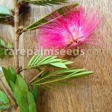 Image result for Calliandra haematocephala