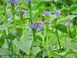 Image result for Monochoria