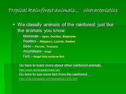 Tropical rainforests lie in the equatorial zone, between the tropic of cancer and tropic of capricorn. Tropical Rainforest Animals Ppt Download