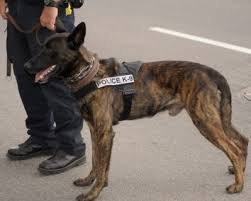 If still more dogs than are needed successfully complete. Detection Dogs Forensic Resources