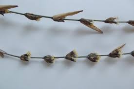 Image result for Oreobambos