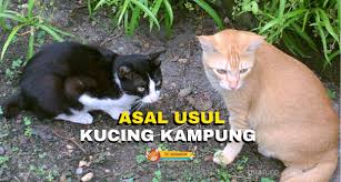 Check spelling or type a new query. Sejarah Mengenai Asal Usul Kucing Kampung The Mamamiaow