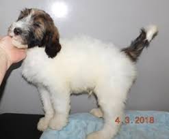 Aussiedoodle, bernedoodle, and sheepadoodle puppies available, and upcoming litters. View Ad Miniature Bernedoodle Puppy For Sale Near Indiana Middlebury Usa Adn 73094