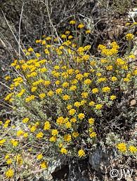 Image result for Sericorema remotiflora