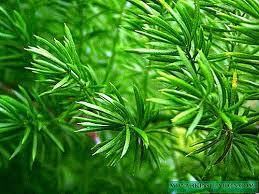 Di indonesia terdapat beberapa perwakilannya, seperti tusam (pinus merkusii), sejumlah. Tumbuhan Daun Berbenuk Jarum