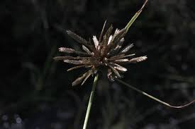 Image result for Pycreus flavidus