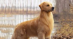 Bonding with a labrador retriever means you'll have a pal for life (and so will your friends labs were born to have fun. Labrador Retriever Dog Breed Profile Petfinder