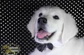 What S The Difference Between A Boy Girl Golden