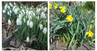 Image result for Amaryllidaceae