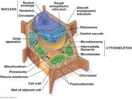.supporting cells cell body of neuron neuron processes diagram: How Are Vacuoles And Vesicles Similar And Different Quora