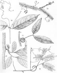 Image result for Grewia schmitzii