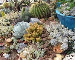 When designing a landscape with succulents, it is essential to remember that less is more. Succulent Gardens Landscaping Ideas For Your Front And Backyard