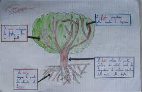 4.riflettiamo giunti al termine di questo percorso di biologia vegetale proponiamo una mappa concettuale in cui sintetizzare quanto appreso in forma grafica attraverso l'uso di parole chiave. Il Mondo Delle Piante