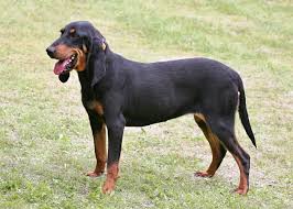 Image result for bernský honič