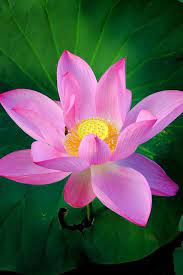 spotlight on lotus lotus flower pictures beautiful flowers flower pictures