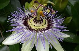 Passiflora Proprieta E Benefici Idee Green