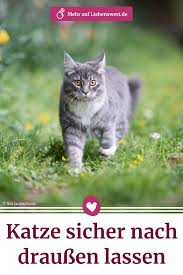 freiganger katze sicher nach draussen lassen katzen stubentiger niedliche tiere