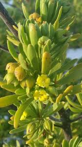 Image result for Suriana