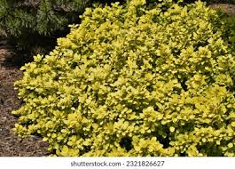 Image result for Berula thunbergii
