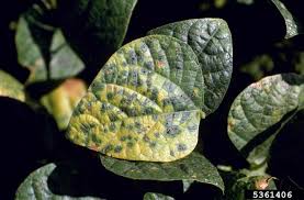 They are considered nutritious vegetables as they have a high amount of vegetable proteins. Bean Diseases And Pests Description Uses Propagation