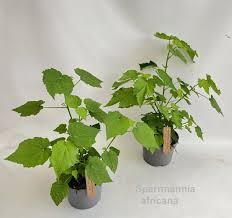 Image result for Sparrmannia