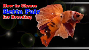 How To Choose Betta Pair For Breeding Tips About Adding Rock Salt And Indian Almond Leaves Youtube