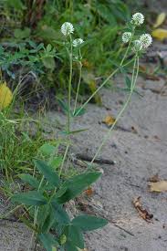 Image result for Trifolium wentzelianum