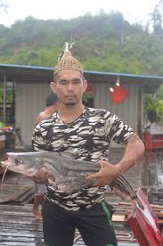 Tapah merupakan sebuah bandar kecil dalam daerah batang padang, negeri perak, malaysia. Info Spesies Kenali Ikan Tapah Umpan