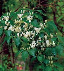 Amur Honeysuckle Lonicera Maackii Planting Shrubs Native Plants Biology Plants