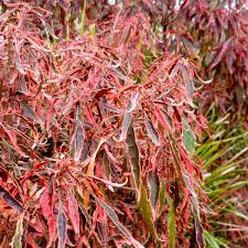 Image result for Acalypha polymorpha
