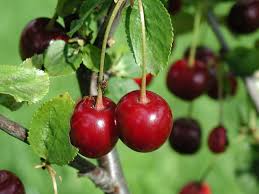 Apr 08, 2018 · the black cherry or prunus serotina is a species in the subgenus padus with beautiful flower clusters, each separate flower attached by short equal stalks and called racemes.all cherries in the. Cherries Cherry Tree Fruit Free Photo On Pixabay