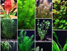 Oxygénation de l'eau et filtration, leur intérê. 10 Meilleures Plantes D Aquarium Pour Reduire Les Nitrates Examinees Kikeriki