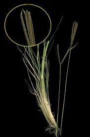 Image result for Eustachys paspaloides