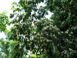 Image result for Scolopia