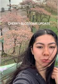 Cherry Blossom Trees After The Blossom