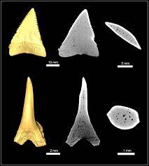 The hybrid teeth of this new shark fossil provides evidence that this species is the great white shark ancestor, not the megalodon. The Ancestor Of The Great White Shark Eurekalert Science News